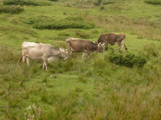 pyrénées_2009